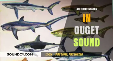 Shark Sightings in Puget Sound: What's the Risk?