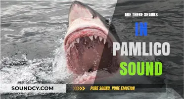 Sharks in Pamlico Sound: What's the Risk?