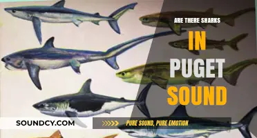 Sharks in Puget Sound: What's the Truth?