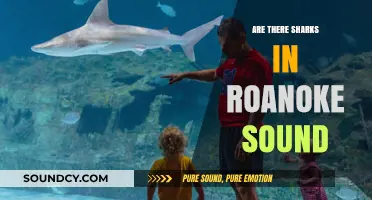 Sharks in Roanoke Sound: What's the Truth?