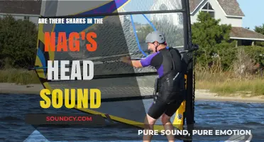 Sharks in Nag's Head Sound: Fact or Fiction? Exploring the Waters