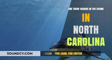 Sharks in North Carolina's Sounds: Fact or Fiction?