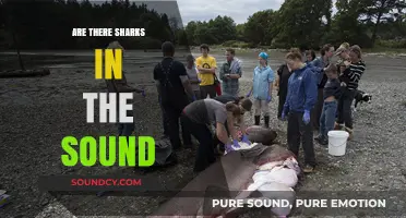 Sharks in the Sound: Are They There?
