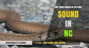 Snakes in Core Sound, NC: Fact or Fiction?