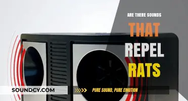 Effective Sounds to Repel Rats from Your Home