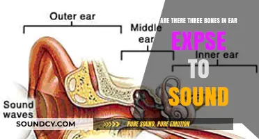 Exploring the Ear's Three Tiny Bones and Their Role in Hearing