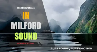 Whale Spotting in Milford Sound: What to Expect