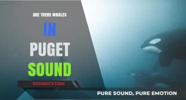 Whale Spotting in Puget Sound: What to Know