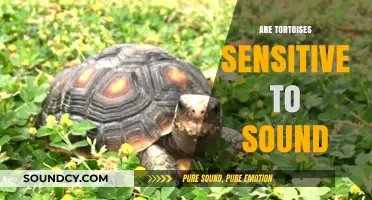 Do Tortoises Hear Sounds? Exploring Their Sensitivity to Auditory Stimuli