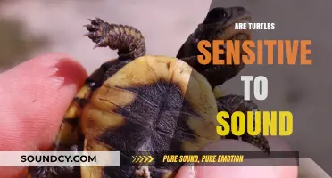 Do Turtles Hear Us? Exploring Their Sensitivity to Sound and Noise