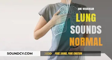 Are Vesicular Lung Sounds Normal? Understanding Respiratory Health Indicators