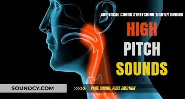 How Vocal Cords Stretch to Produce High-Pitch Sounds: Explained