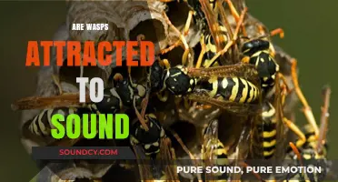 Do Wasps Respond to Noise? Exploring Sound Attraction in These Insects