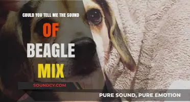 Unveiling the Unique Vocalizations of a Beagle Mix: What to Expect