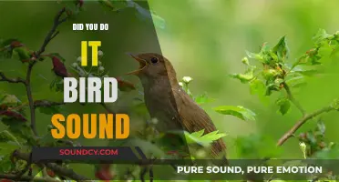 How Birdsong Can Improve Your Mental Health