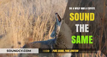 Howling Differences: Do Wolves and Coyotes Sound Alike?