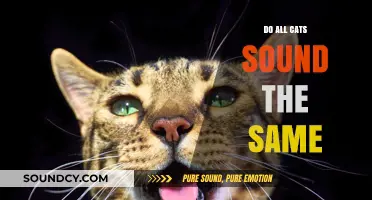 The Many Meows: Do All Cats Sound the Same?