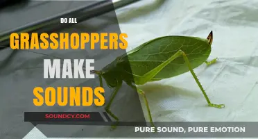 Do All Grasshoppers Make Sounds? Unveiling the Truth Behind Their Chirps