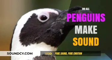 Do All Penguins Make Sounds? Exploring Their Unique Vocalizations