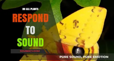 Plants' Response to Sound: Myth or Reality?