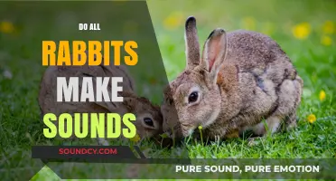 Do All Rabbits Make Sounds? Exploring Their Vocal Communication