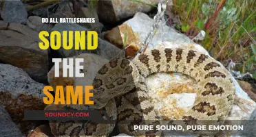 Rattlesnake Sounds: Do They All Rattle the Same?