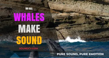 Do All Whales Make Sounds? Exploring Their Unique Communication Methods