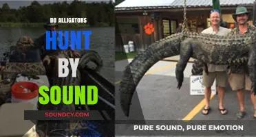 Do Alligators Hunt by Sound? Unveiling the Predator's Acoustic Secrets
