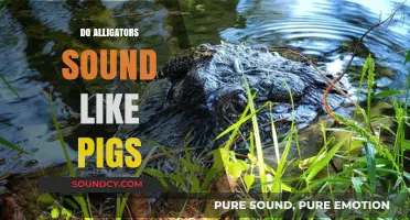 Do Alligators Sound Like Pigs? Unraveling the Surprising Truth