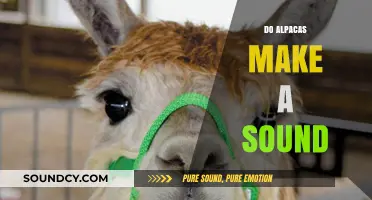 Unveiling the Mystery: What Sounds Do Alpacas Actually Make?