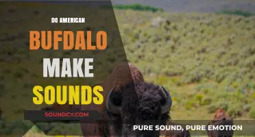 Do American Buffalo Make Sounds? Exploring Their Unique Vocalizations