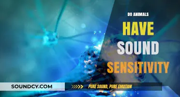 Exploring Animal Sound Sensitivity: How Noise Affects Wildlife and Pets