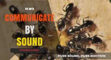 Do Ants Communicate by Sound? Unveiling Their Unique Acoustic Signals