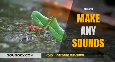 Do Ants Make Sounds? Unveiling the Silent World of Ant Communication