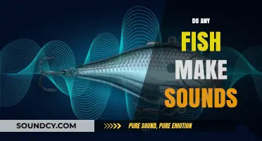 Do Fish Talk? Exploring the Surprising Sounds of Underwater Communication