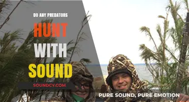 How Sound Helps Predators Hunt Their Prey