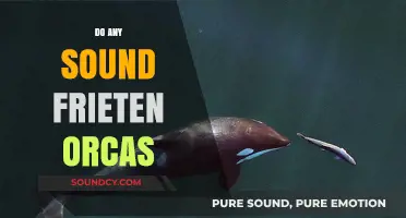 Do Any Sounds Frighten Orcas? Unveiling the Mysteries of Killer Whales