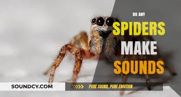 Do Spiders Make Sounds? Unveiling the Silent World of Arachnids