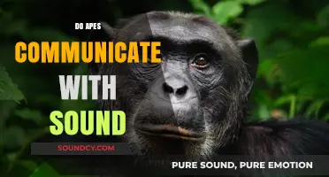 Unveiling Ape Communication: The Role of Sounds in Their Social Interactions