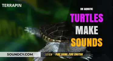 Do Aquatic Turtles Make Sounds? Unveiling Their Silent Communication