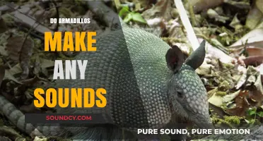 Unveiling the Mystery: Do Armadillos Make Any Sounds?