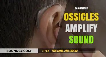 How Auditory Ossicles Amplify Sound in the Human Ear