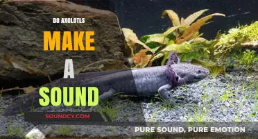 Do Axolotls Make Noise? Unveiling Their Silent Aquatic Communication