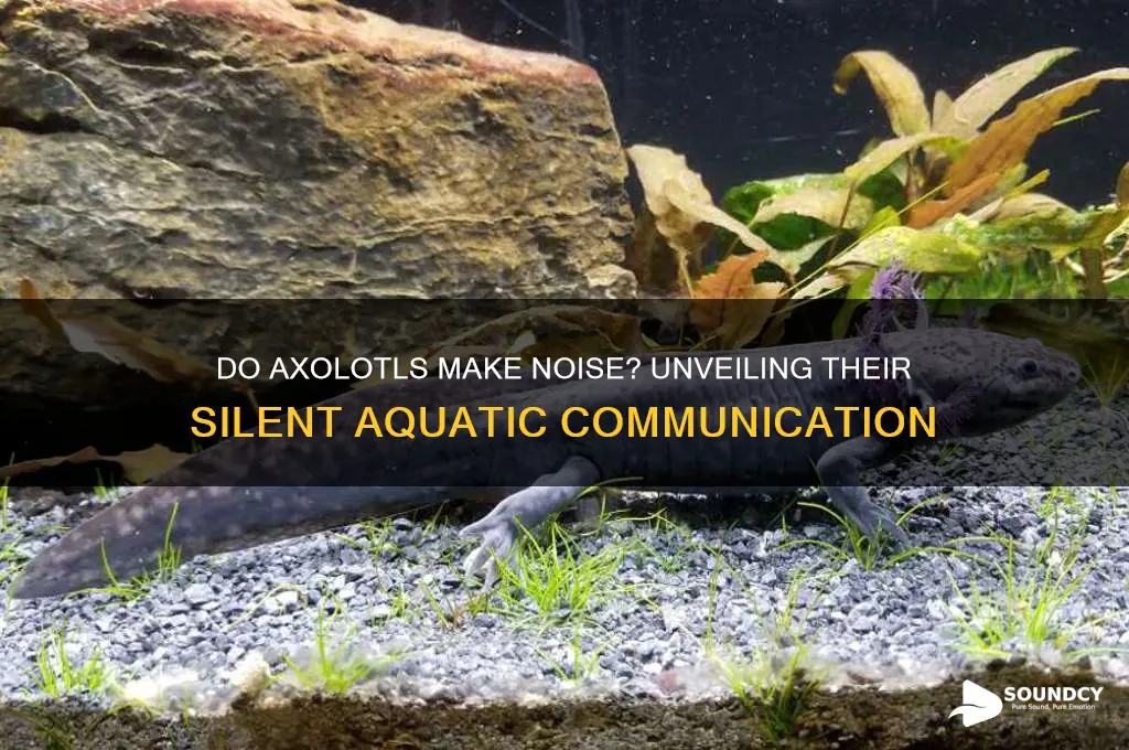 do axolotls make a sound