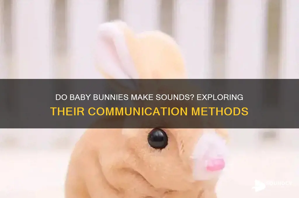 do baby bunnies make sounds
