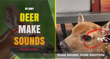 Do Baby Deer Make Sounds? Exploring Fawn Communication and Vocalizations