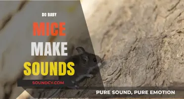 Do Baby Mice Make Sounds? Exploring Their Vocalizations and Behaviors