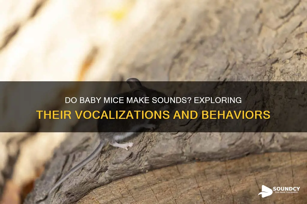 do baby mice make sounds