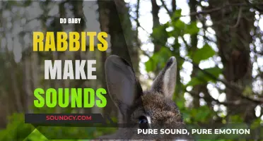 Do Baby Rabbits Make Sounds? Exploring Their Communication Methods