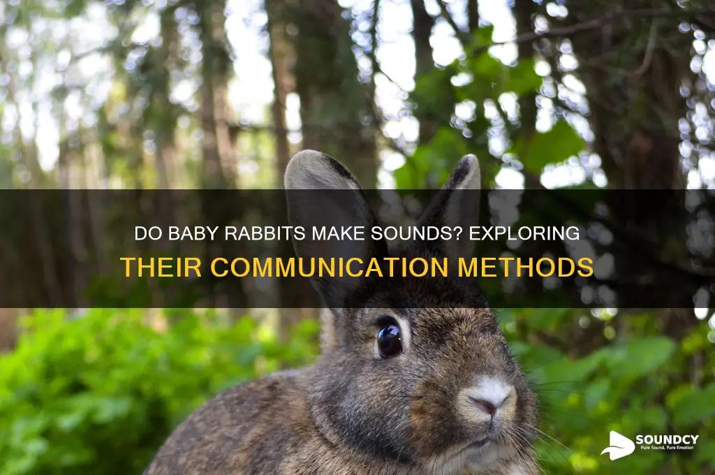 do baby rabbits make sounds